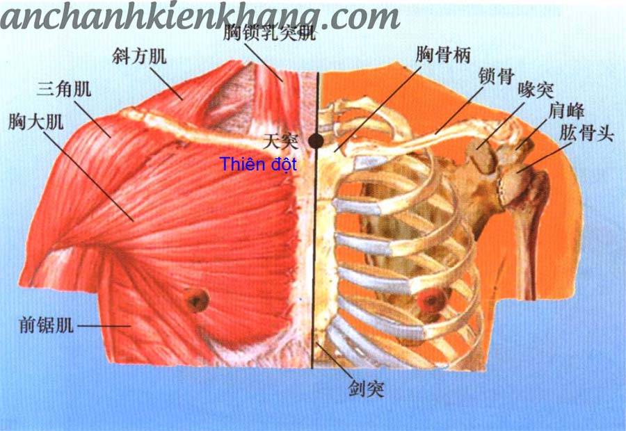 giải phẫu huyệt Thiên đột