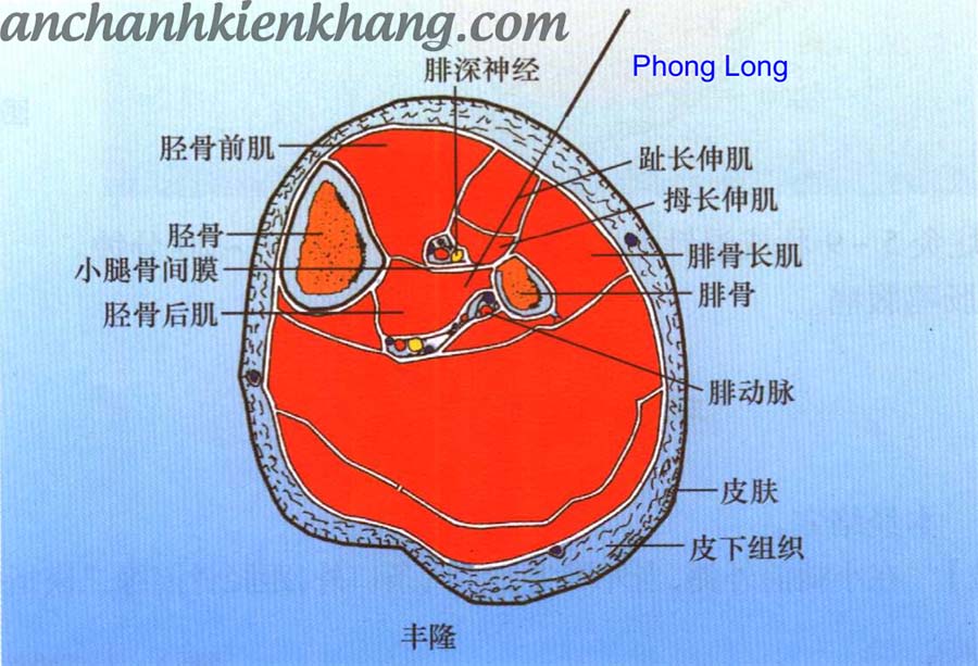 châm cứu huyệt Phong Long
