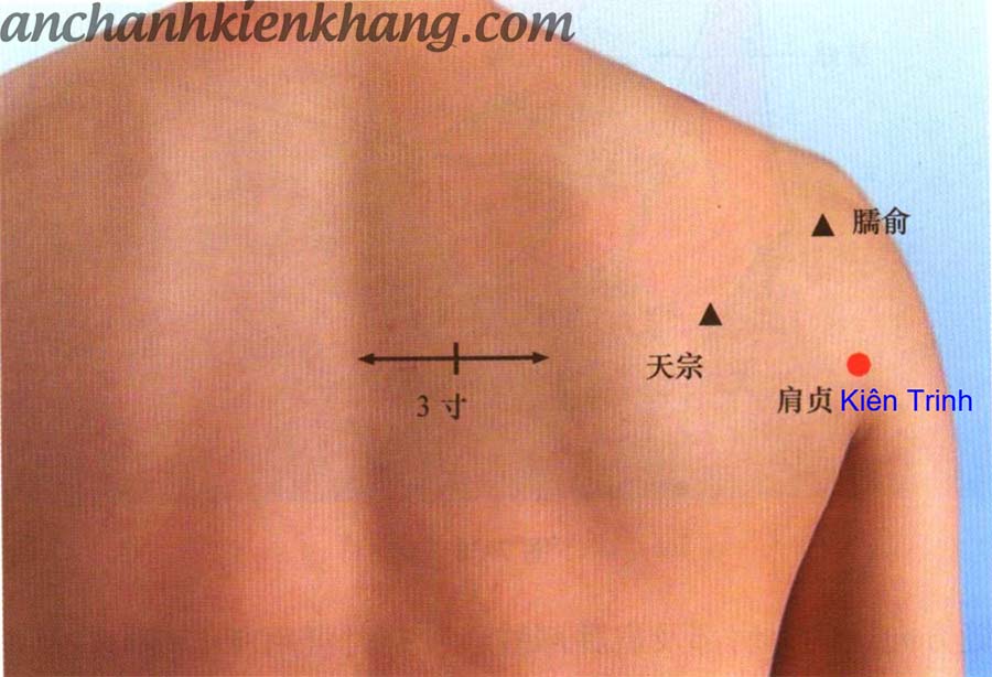 vị trí huyệt kiên trinh