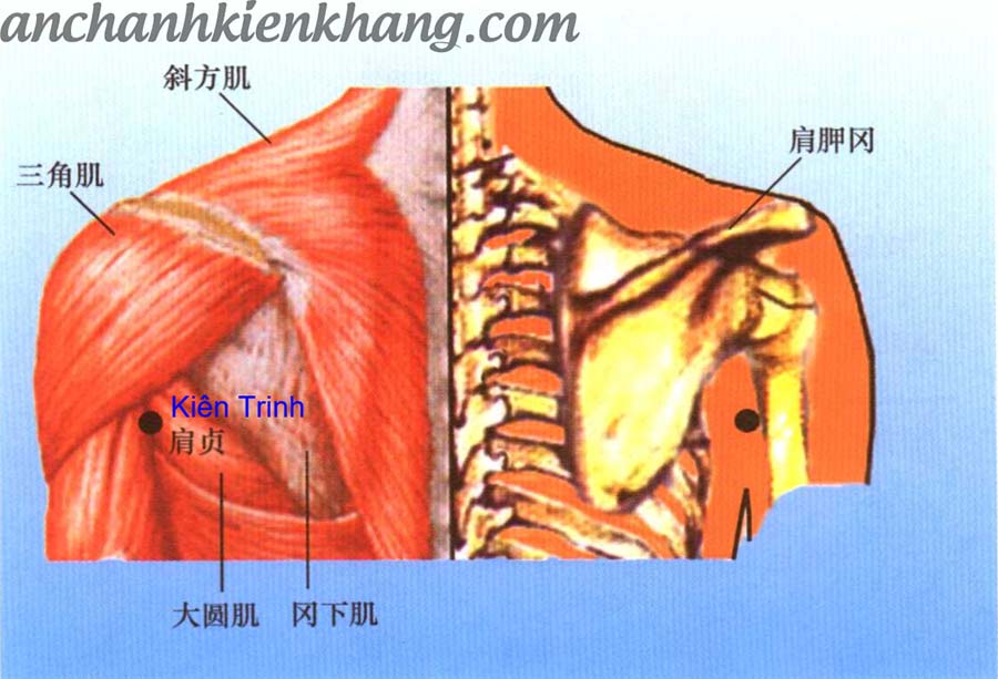 giải phẫu huyệt kiên trinh