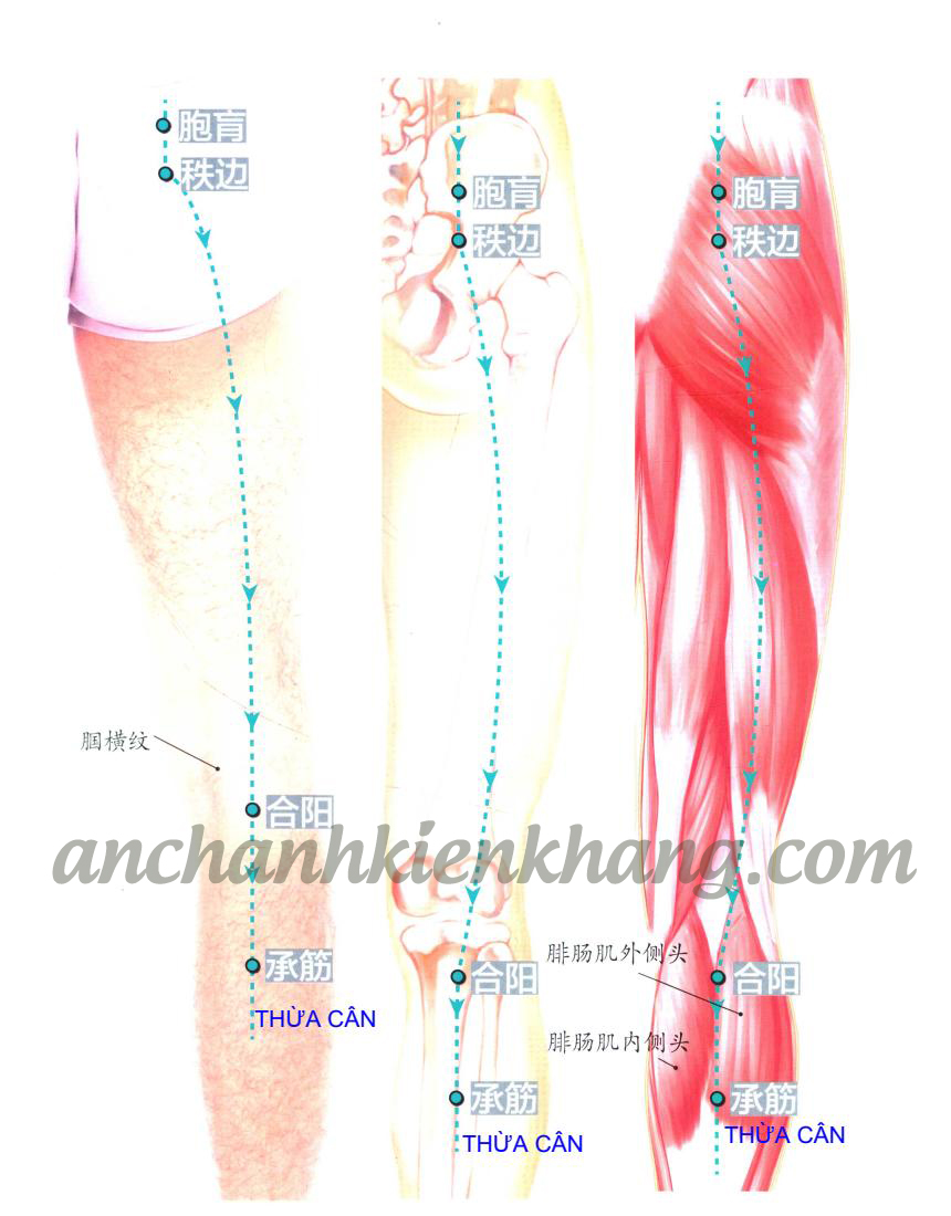 Huyệt thừa cân