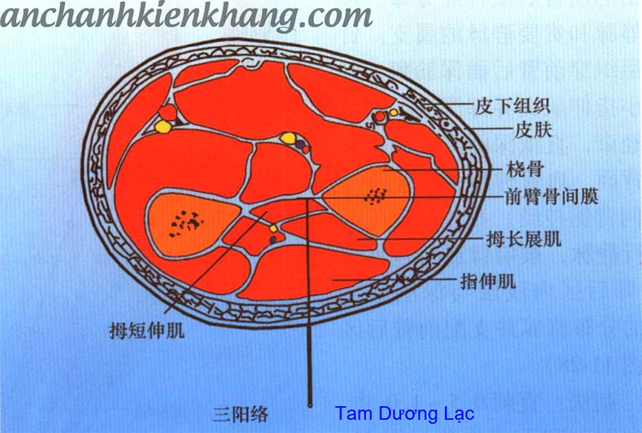 huyệt Tam Dương Lạc