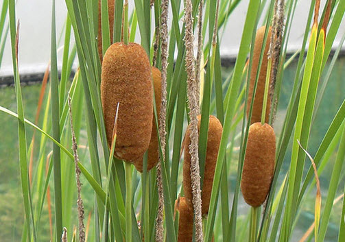 cây bồ hoàng