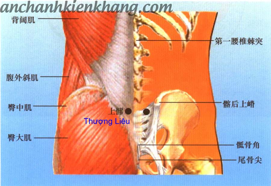 Huyệt thượng liêu